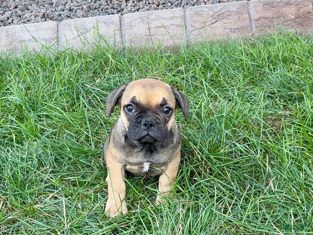 French Bulldog dogs for sale: Candice - Ad 3