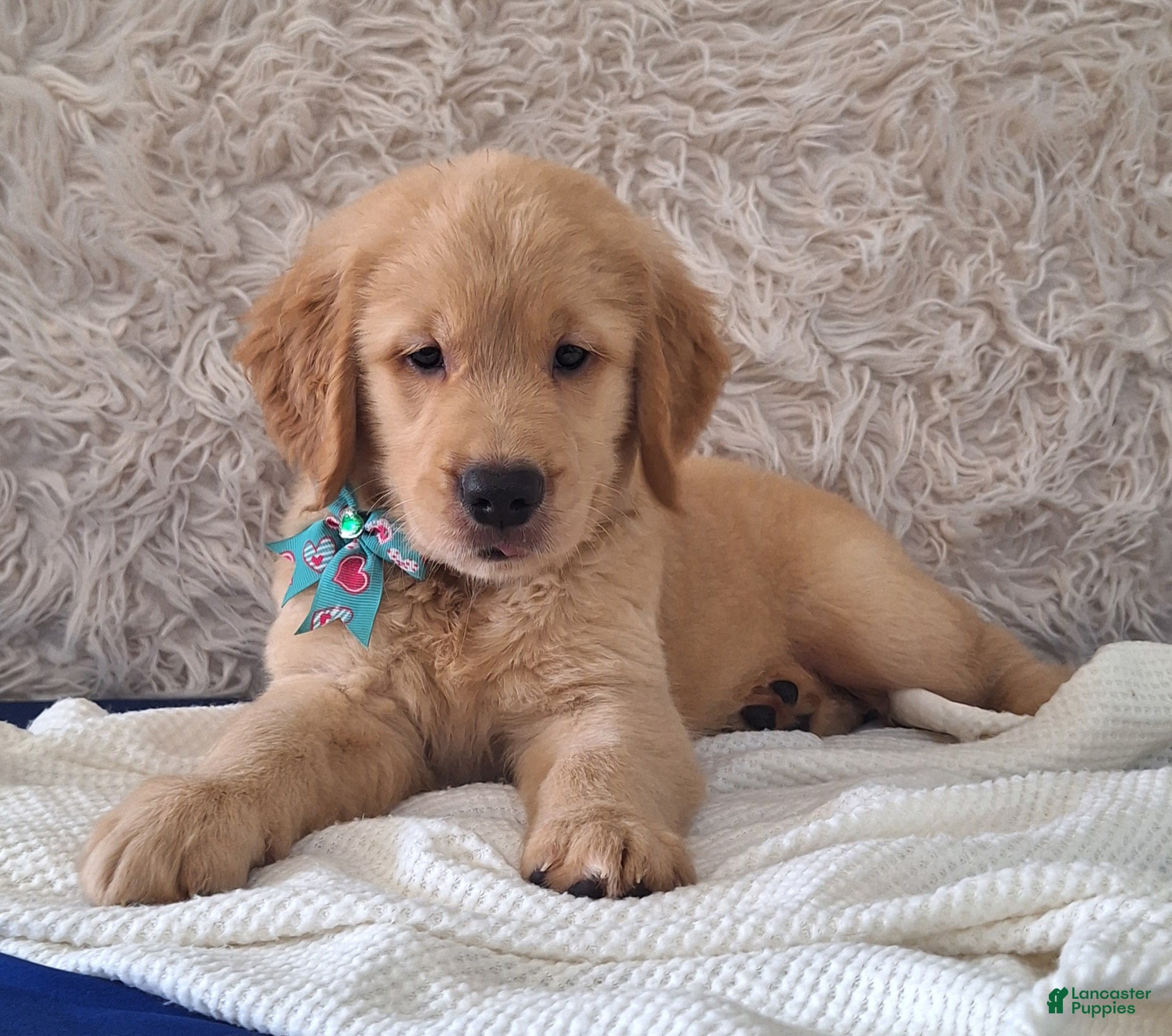 Golden Retriever dogs Matthew - Ad 1