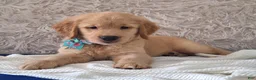 Golden Retriever dogs for sale: Matthew - Ad 1