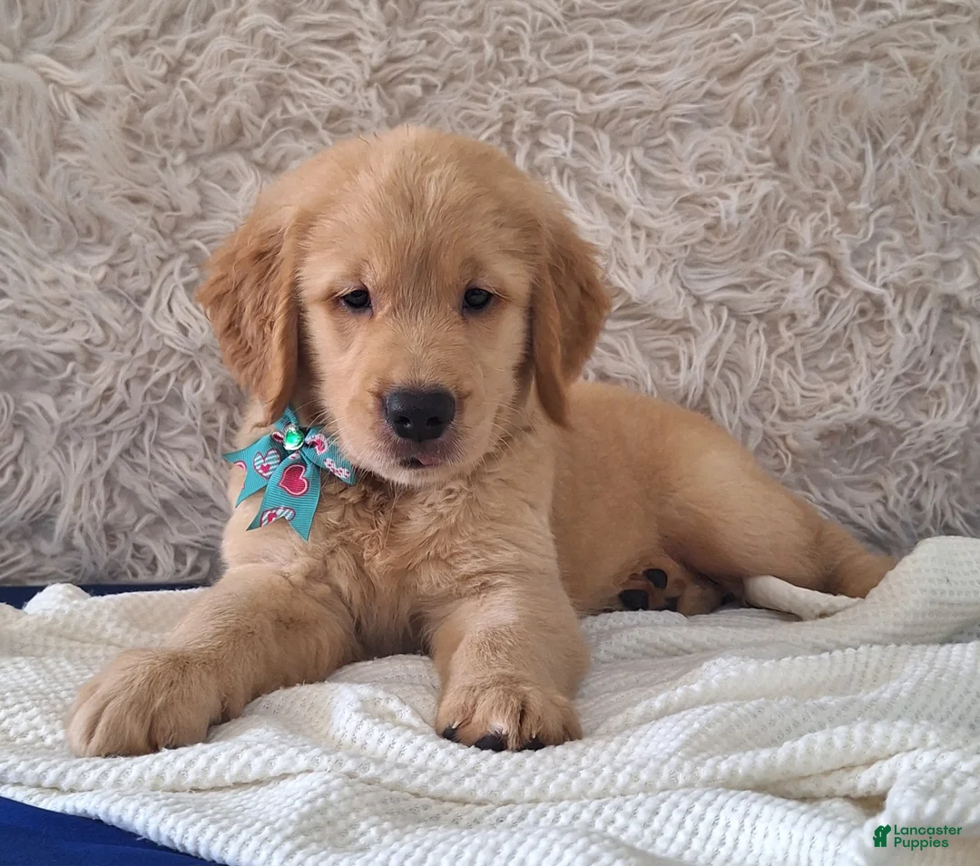 Golden Retriever dogs for sale: Matthew - Ad 1