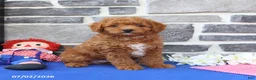 Goldendoodle dogs for sale: Casey - Ad 4