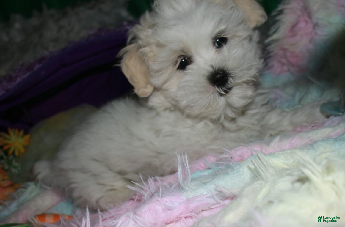 Shihpoo dogs Ariel - Ad 1