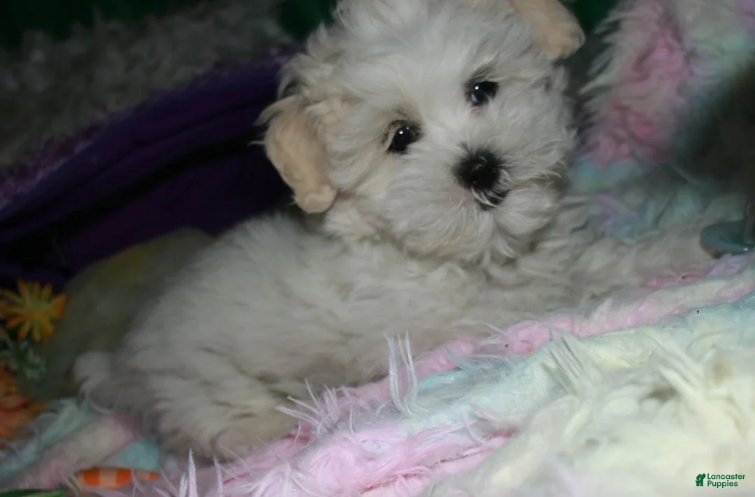 Shihpoo dogs for sale: Ariel - Ad 1
