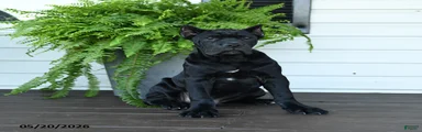 Baxter