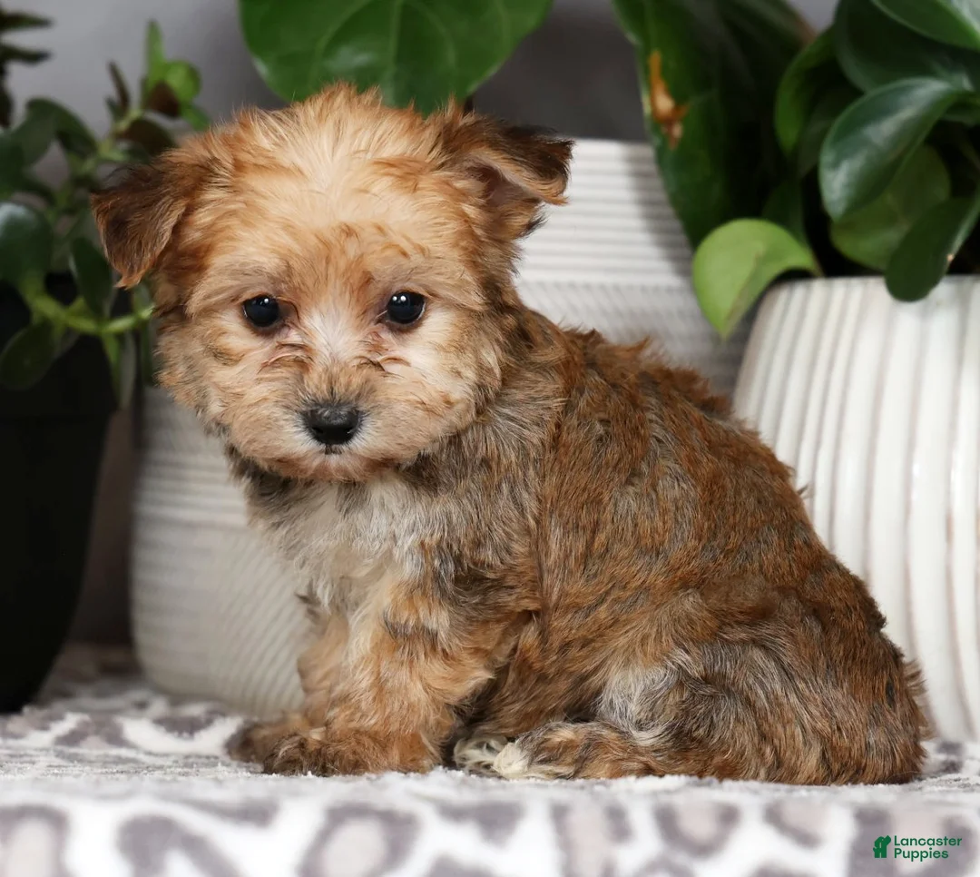 Yochon dogs for sale: Yvette - Ad 1