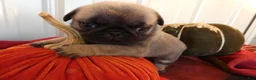 Pug dogs for sale: Pug 2 Trigger - Ad 2