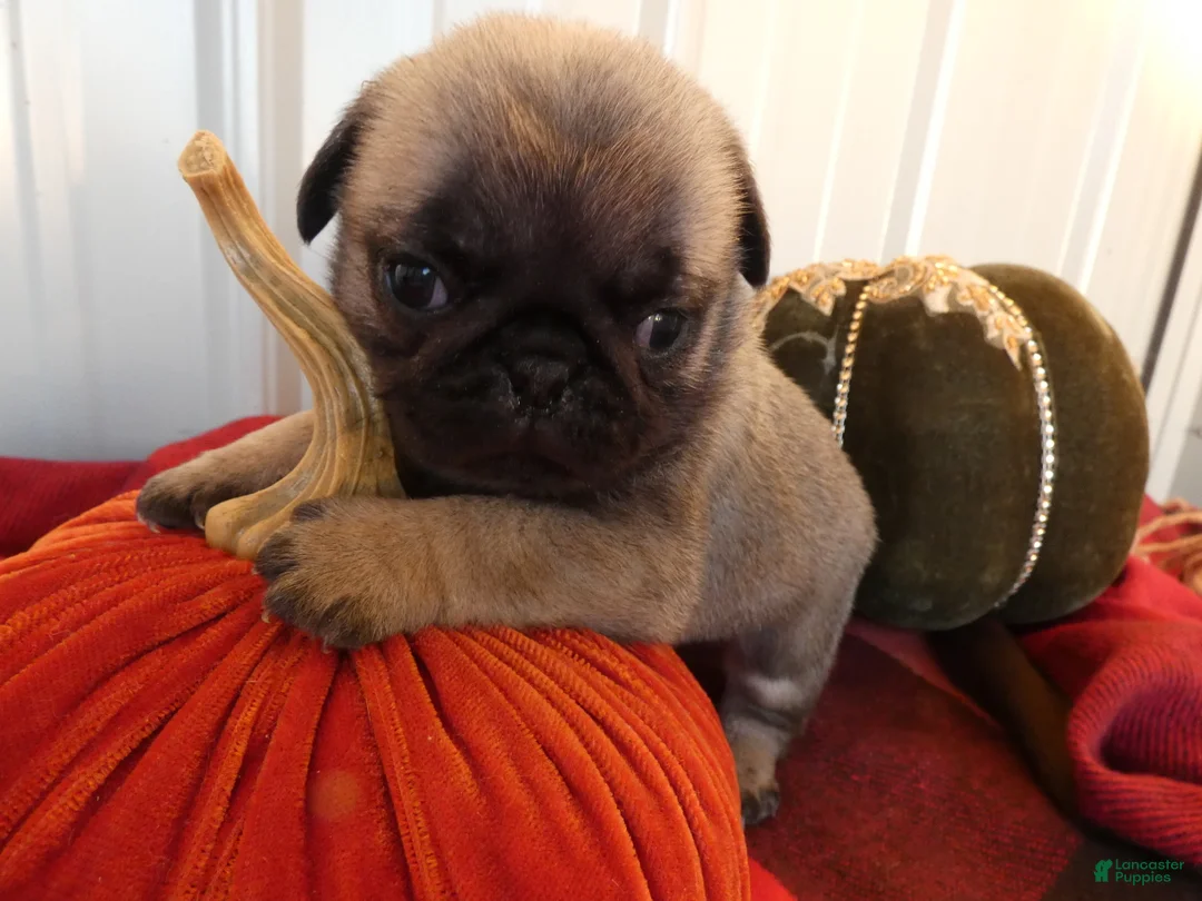 Pug dogs for sale: Pug 2 Trigger - Ad 2