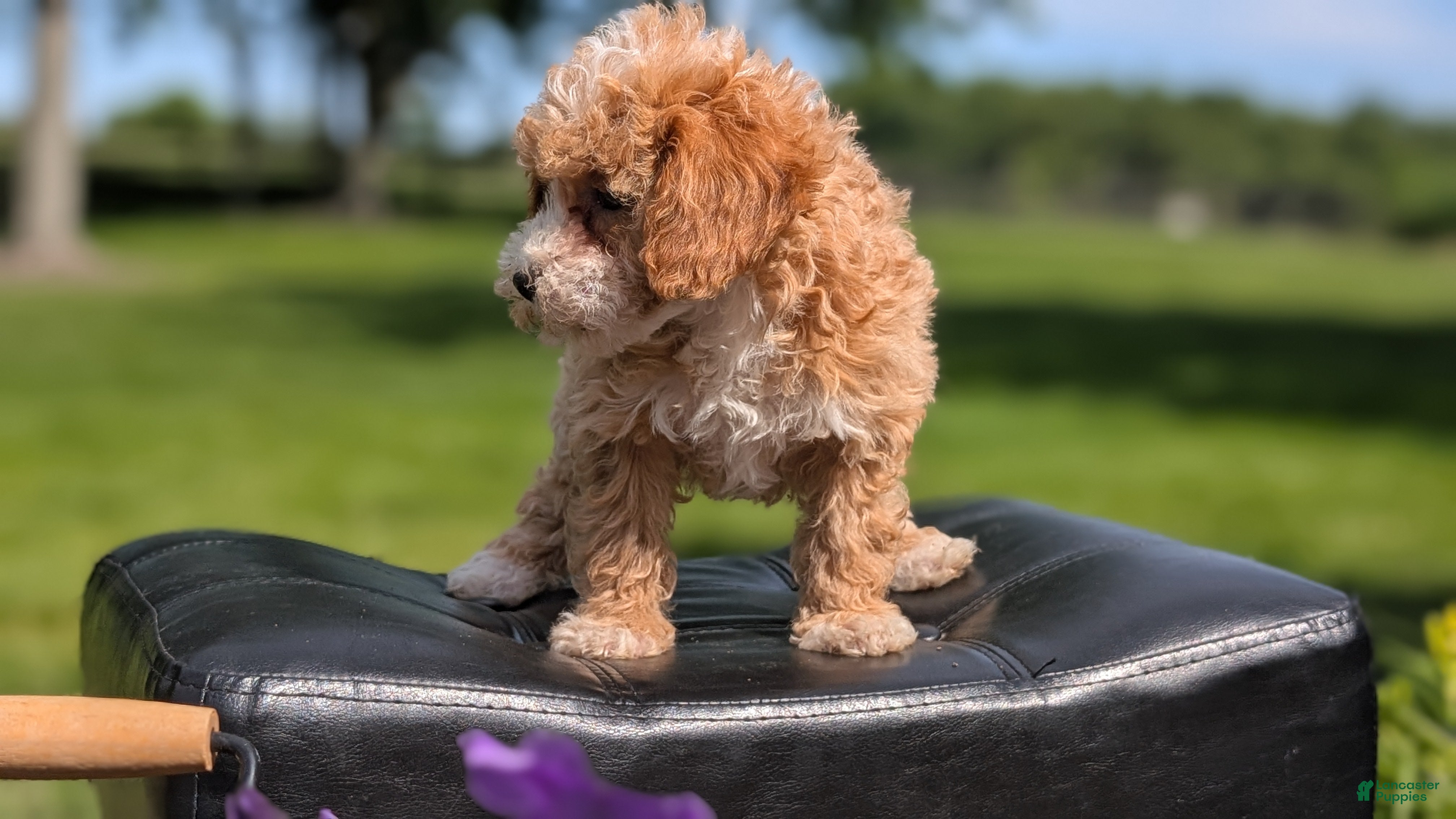 Miniature Poodle dogs Melody - Ad 2