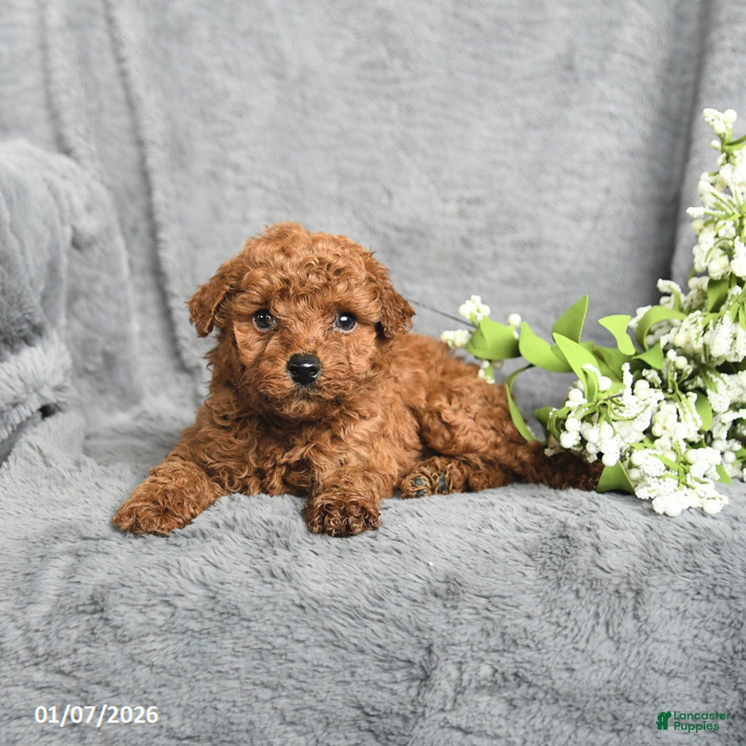Mini Goldendoodle dogs for sale: Pepper - Ad 2