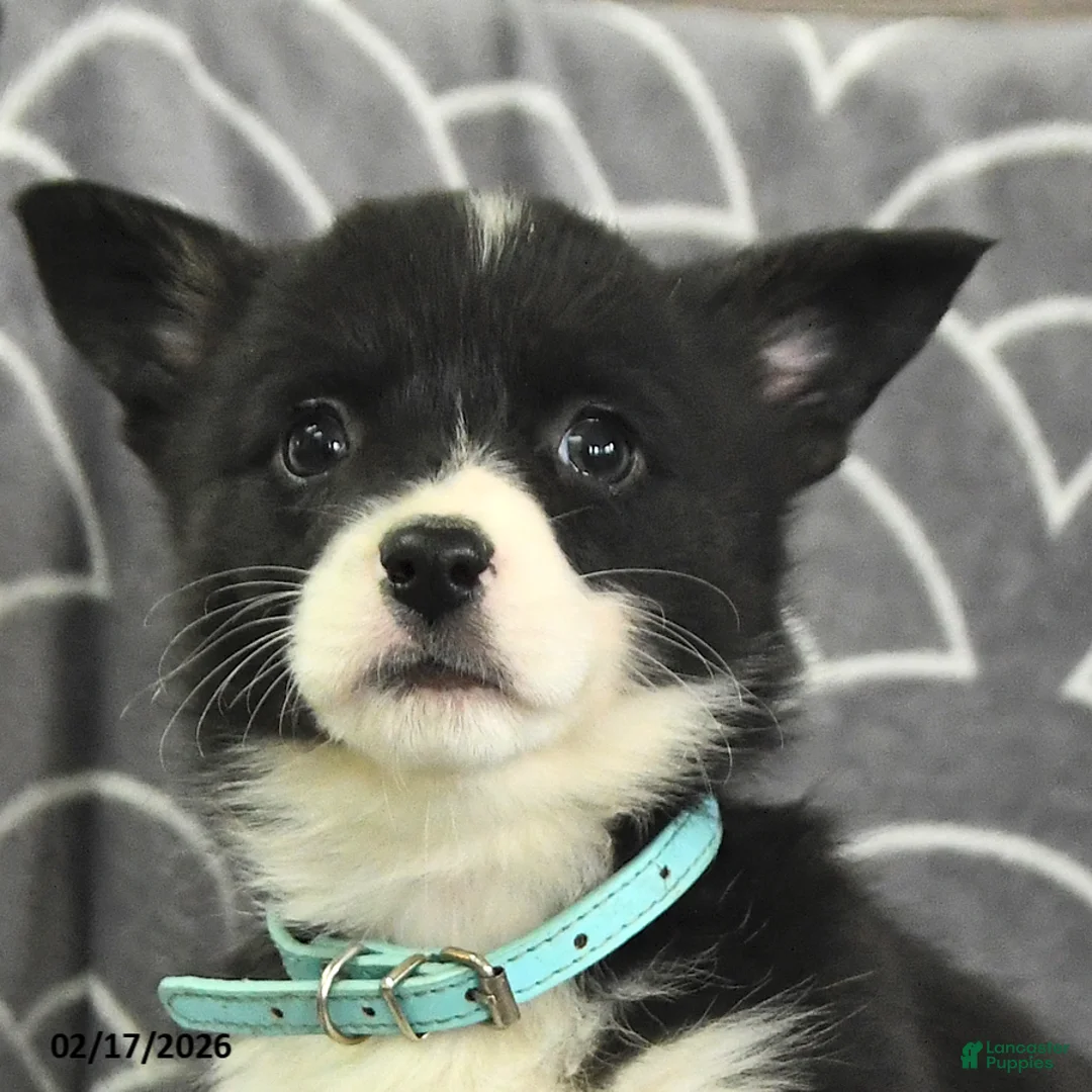 Welsh Corgi Pembroke dogs for sale: Kimberly - Ad 4