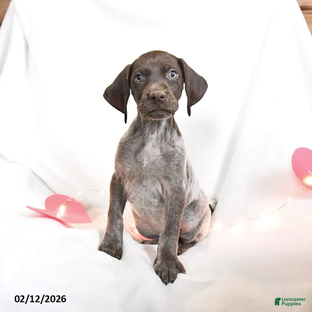 German Shorthaired Pointer dogs for sale: Rosebud - Ad 1