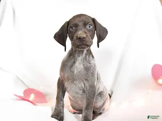 German Shorthaired Pointer dogs Rosebud - Ad 8