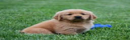 Golden Retriever dogs for sale: Max - Ad 2