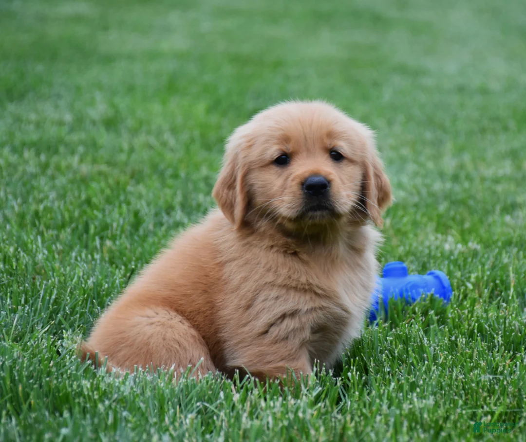 Golden Retriever dogs for sale: Max - Ad 2