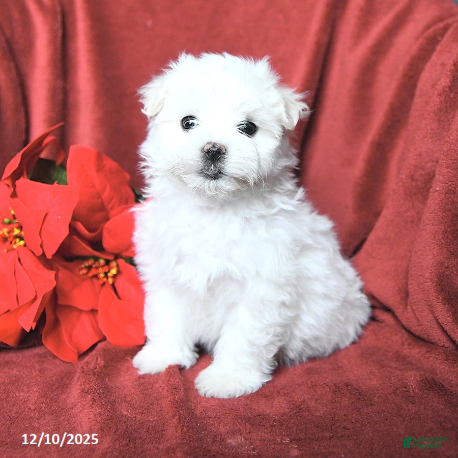 Maltese dogs Josie - Ad 16