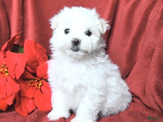 Maltese dogs Josie - Ad 24