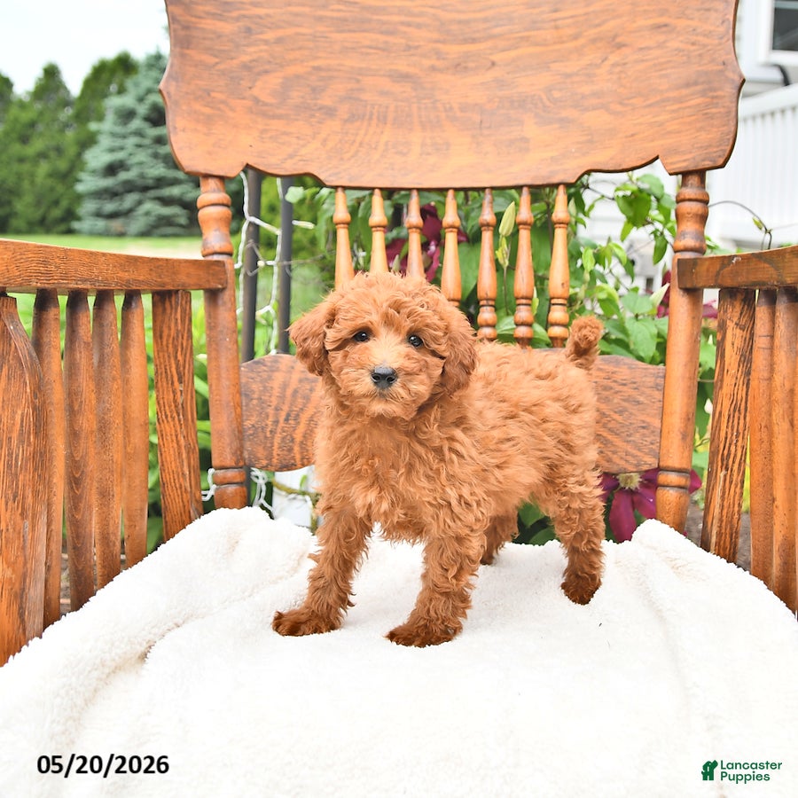 Mini Goldendoodle dogs Rusty - Ad 2