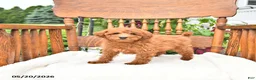 Mini Goldendoodle dogs for sale: Rusty - Ad 2