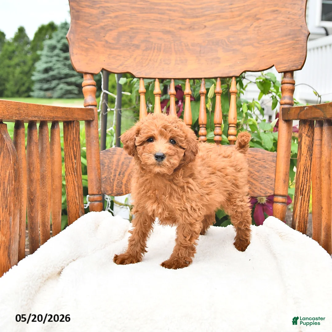 Mini Goldendoodle dogs for sale: Rusty - Ad 2