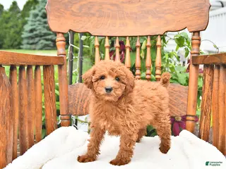 Mini Goldendoodle dogs for sale: Rusty - Ad 2