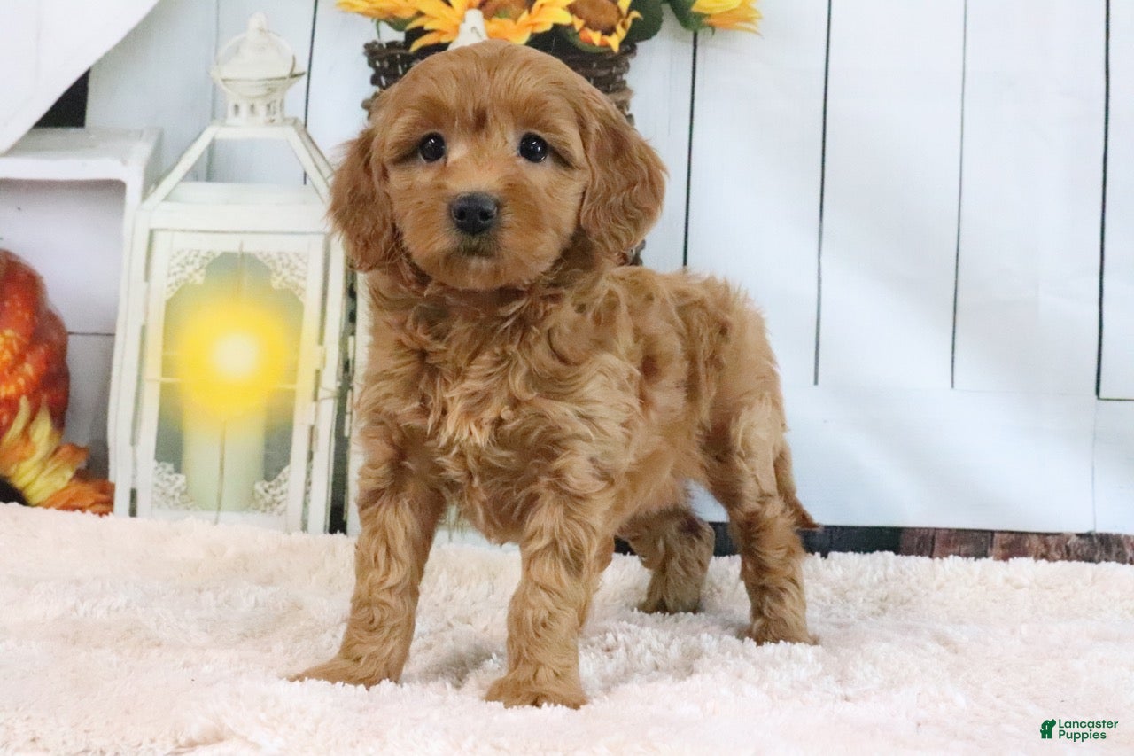Mini Goldendoodle dogs Flo - Ad 1