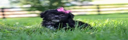 Shih Tzu dogs for sale: Brie - Ad 2