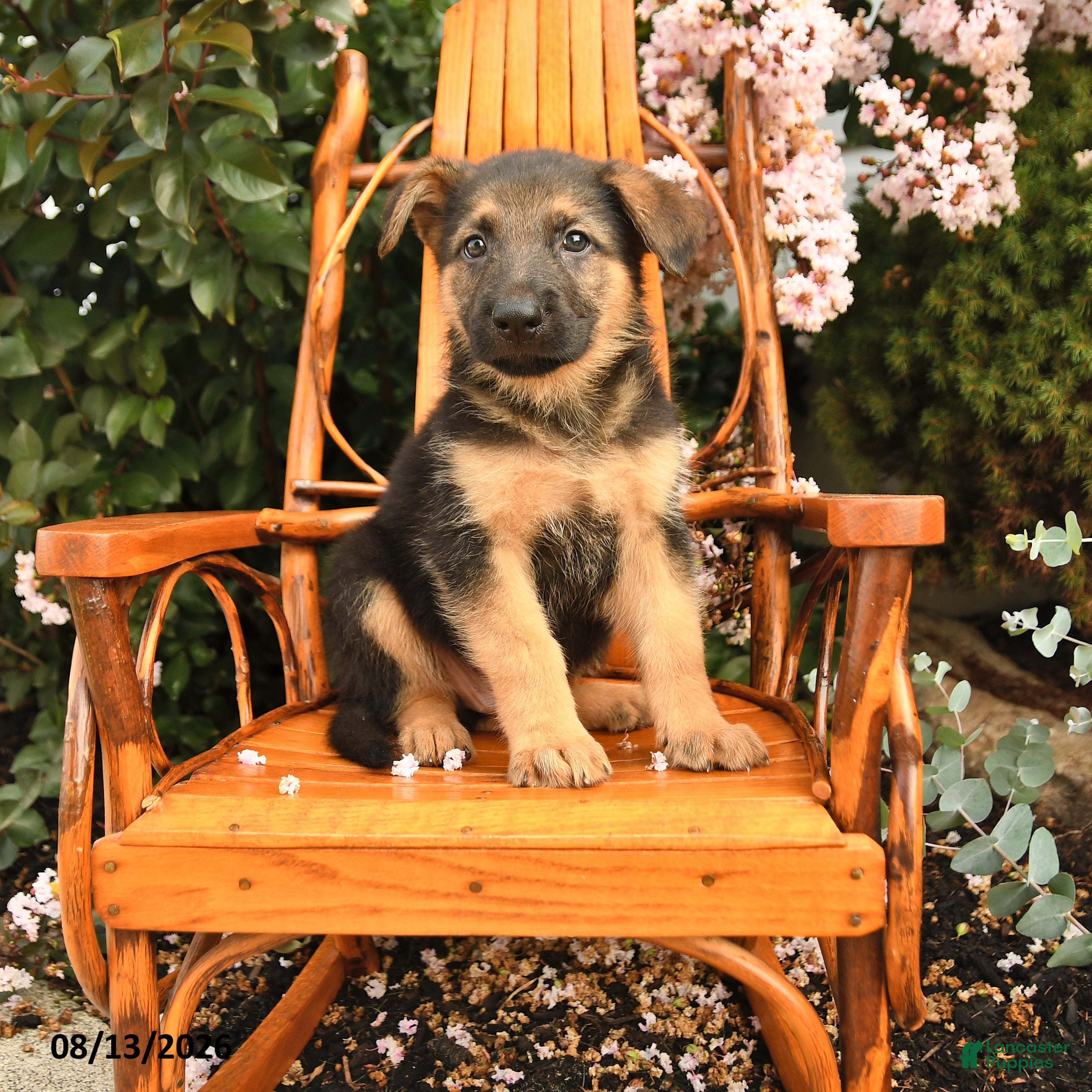 German Shepherd dogs Gunner - Ad 1