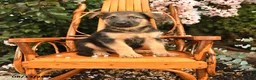 German Shepherd dogs for sale: Gunner - Ad 1