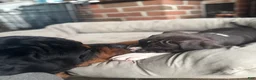 Mixed Breed dogs for sale: Bruno - Ad 5