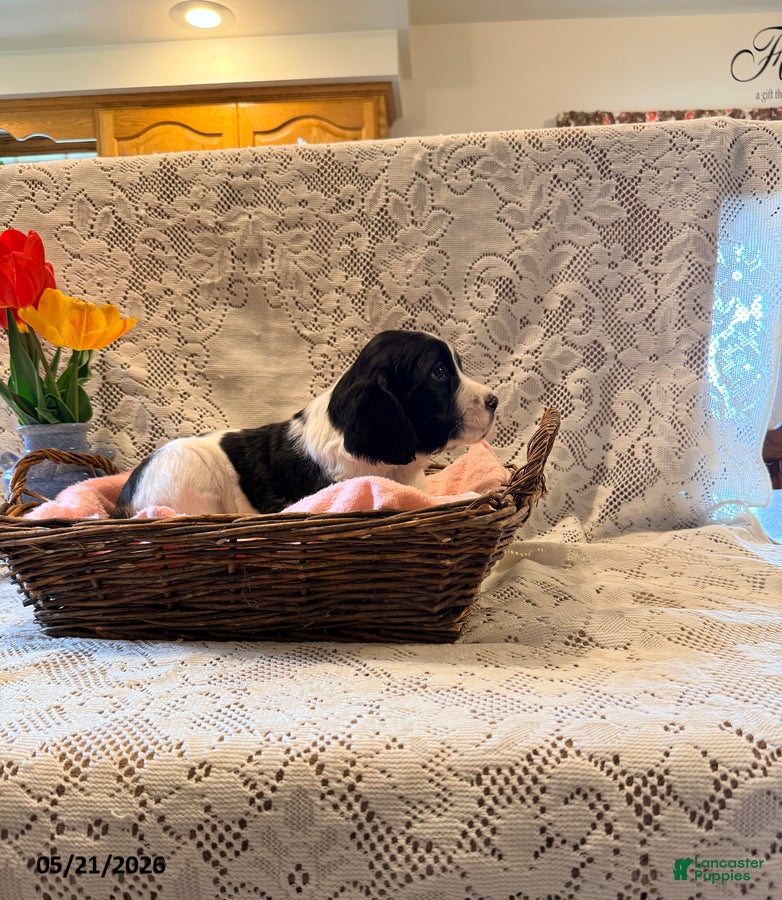 English Springer Spaniel dogs Peggy - Ad 2