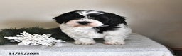Shihpoo dogs for sale: Kelsey - Ad 3