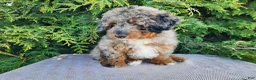 Mini Bernedoodle dogs for sale: Lettie - Ad 16