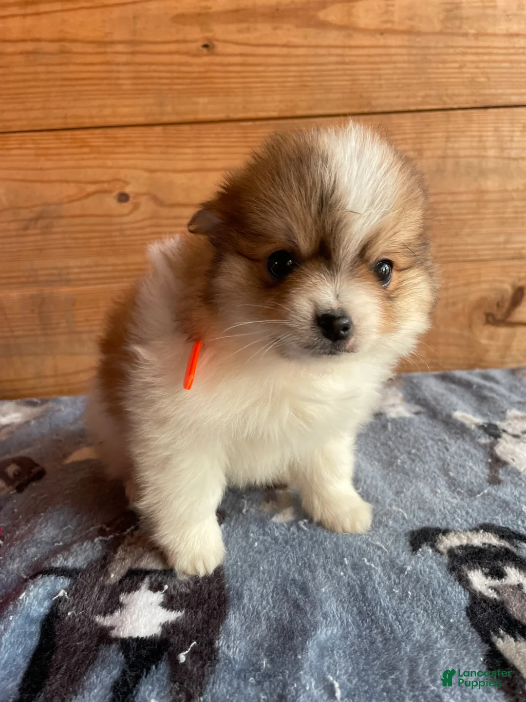 Pomeranian dogs for sale: Oliver - Ad 2