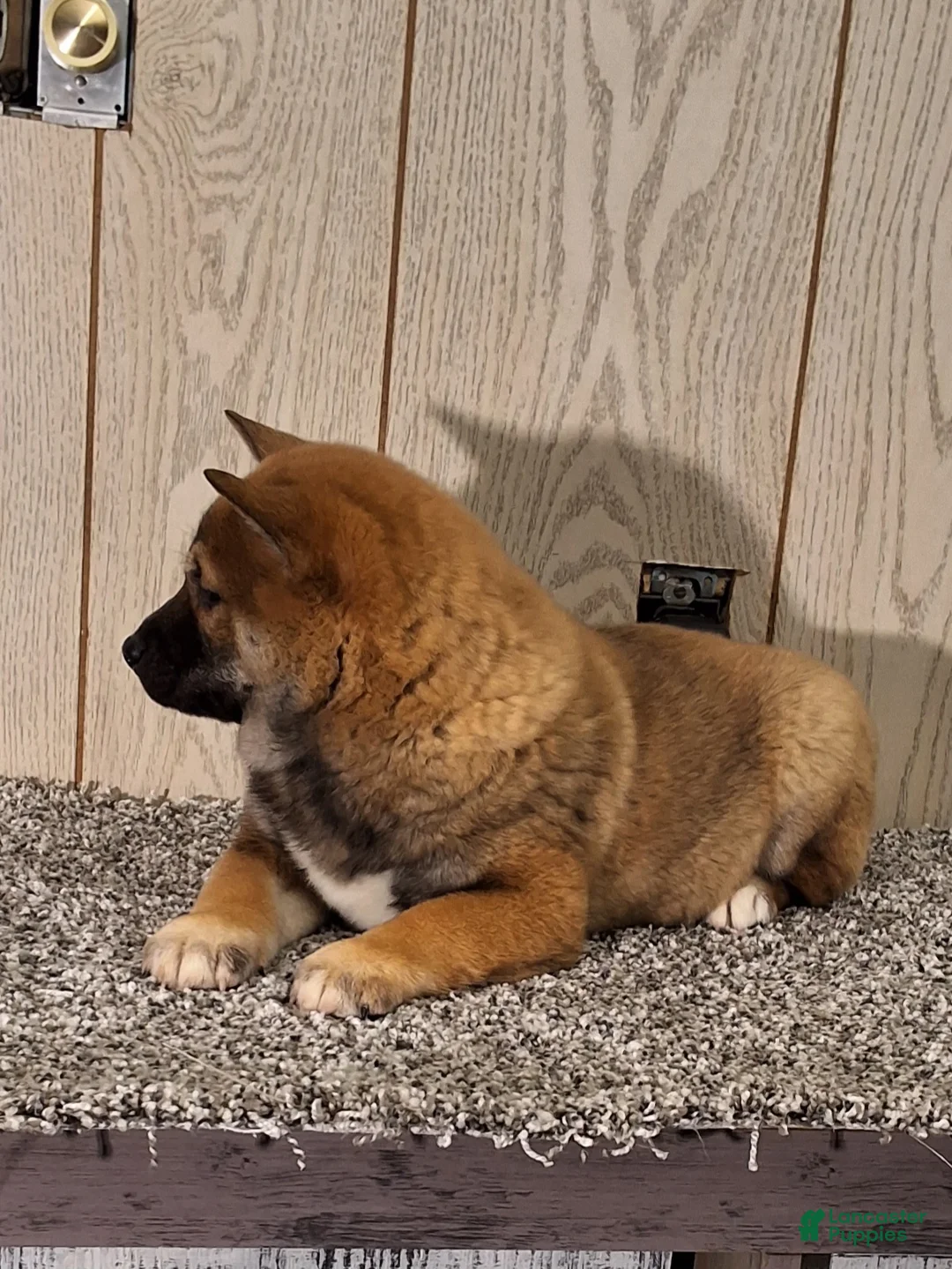 Shiba Inu dogs for sale: Ranger  - Ad 4
