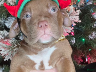 American Pit Bull Terrier dogs Sadie - Ad 18