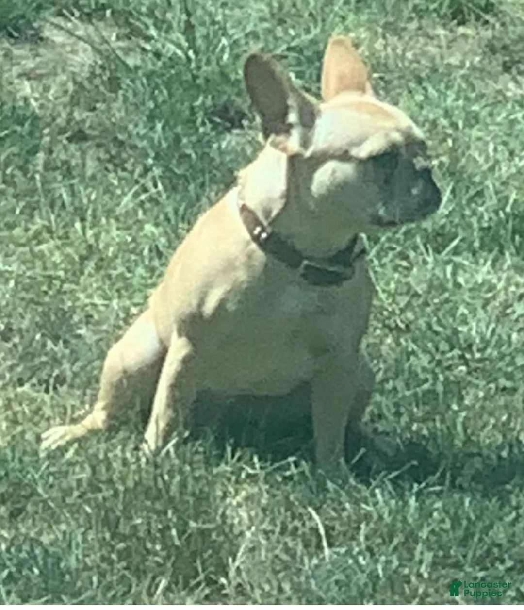 French Bulldog dogs for sale: French Bulldog Puppy 2 - Ad 11