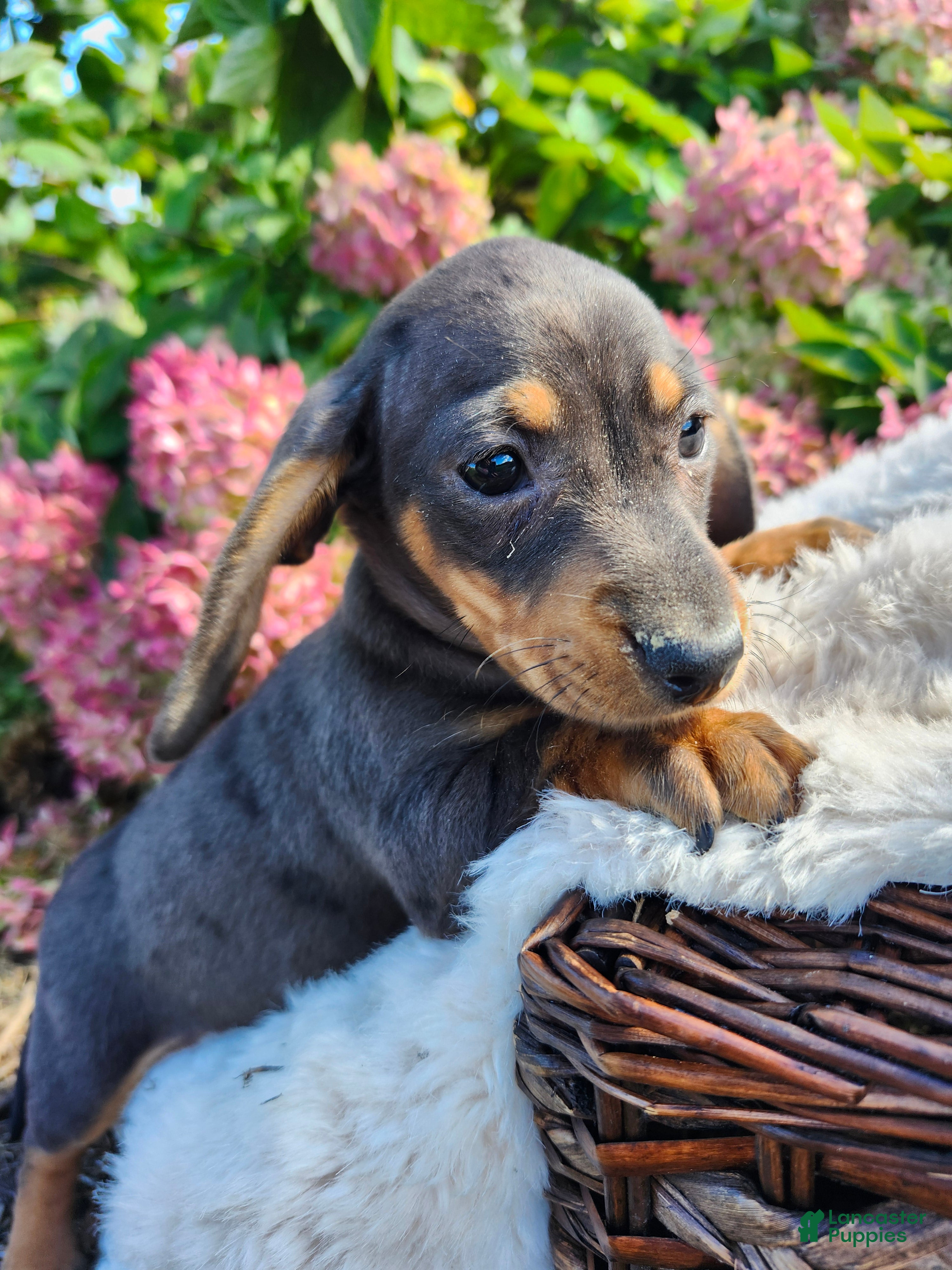 Miniature Dachshund dogs Truffle  - Ad 2