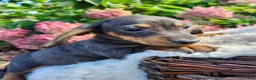 Miniature Dachshund dogs for sale: Truffle  - Ad 2