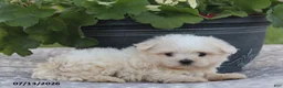 Maltese dogs for sale: Ann - Ad 6