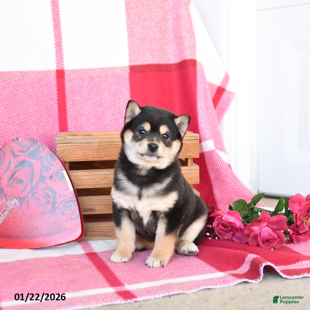 Shiba Inu dogs for sale: Barbie - Ad 5