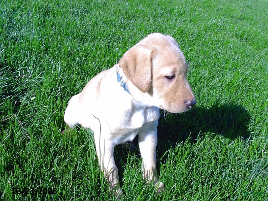 Labrador Retriever dogs for sale: Brinley - Ad 2