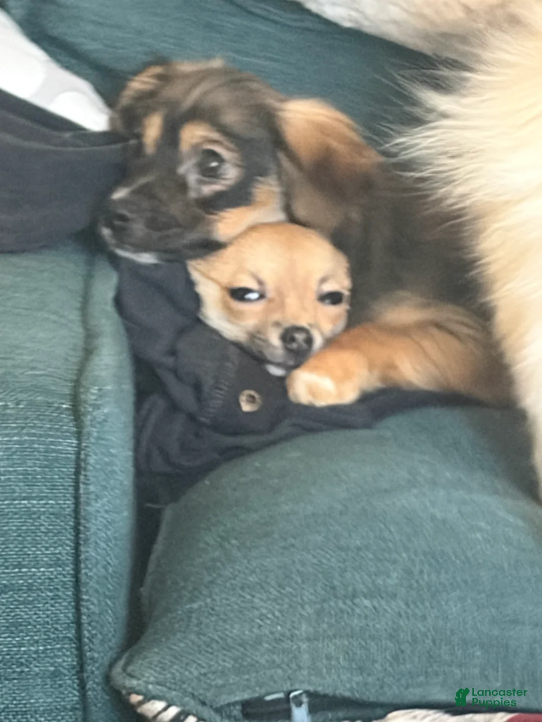Pomchi dogs for sale: Pomchi Puppy 2 - Ad 1