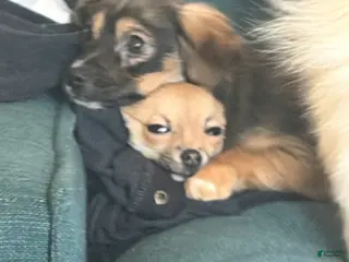 Pomchi dogs Pomchi Puppy 2 - Ad 2