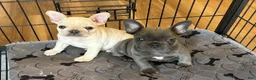 French Bulldog dogs for sale: French Bulldog Puppy 5 - Ad 5