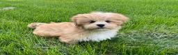 Lhasa Apso dogs for sale: Benji - Ad 4