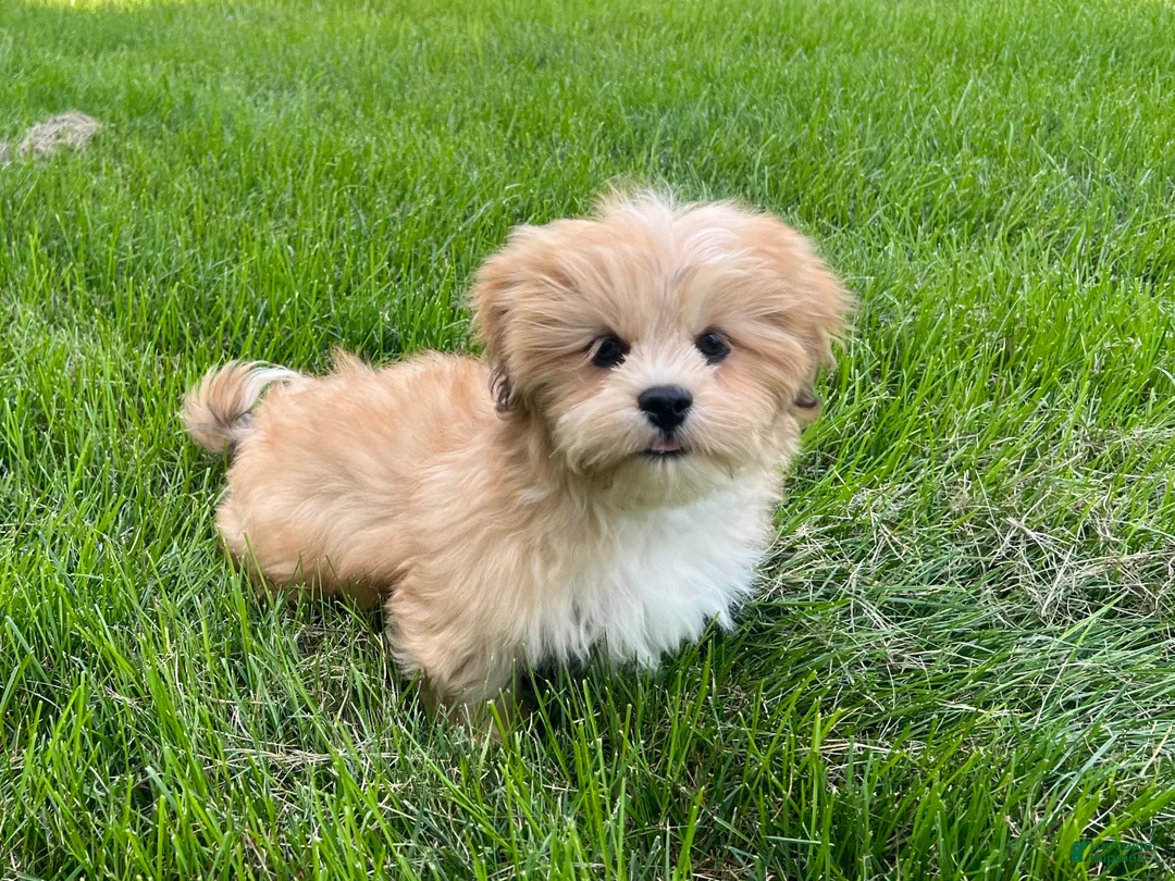 Lhasa Apso dogs for sale: Benji - Ad 4