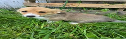 Welsh Corgi Pembroke dogs for sale: Welsh Corgi Pembroke Puppy 3 - Ad 3