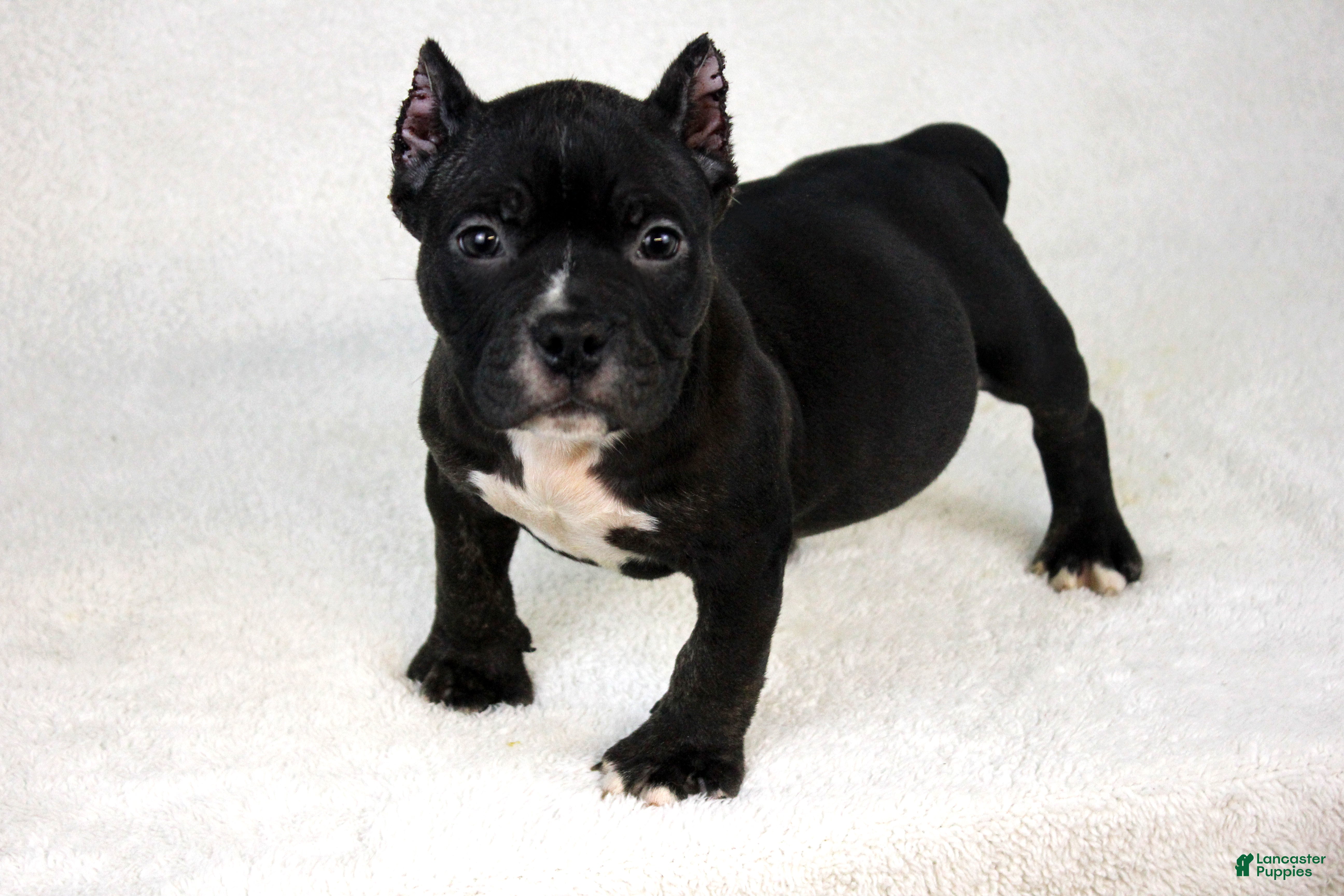 American Bully dogs Black Trindle Male - Ad 26