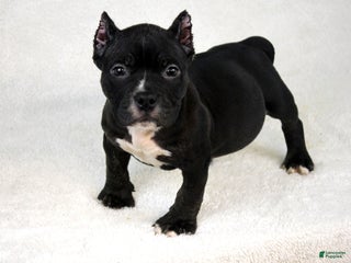 American Bully dogs Black Trindle Male - Ad 26