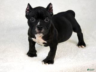 American Bully dogs Black Trindle Male - Ad 33